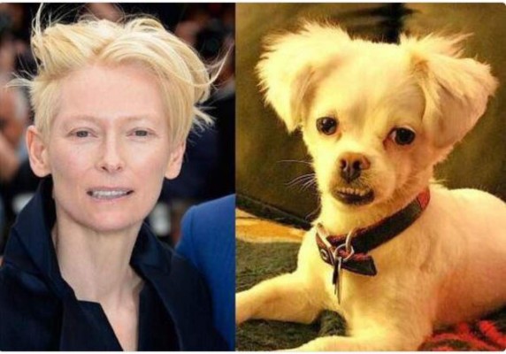 Los mejores memes de los premios Oscar 2017