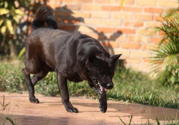 De callejeros a dulces y hogareñas mascotas