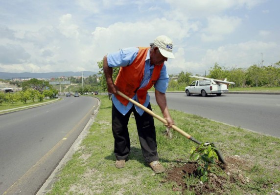 Plantarán 260 mil árboles en la capital durante la temporada de lluvias