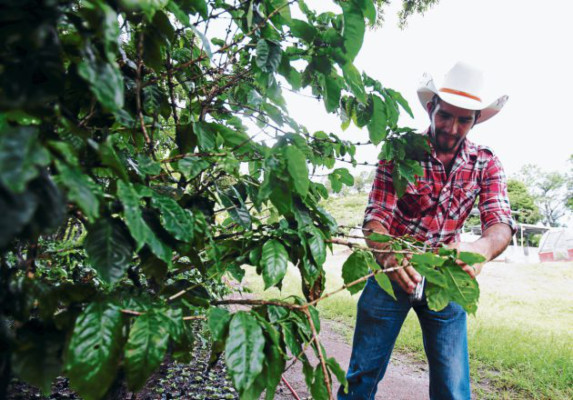 Mágico grano que conquista el paladar de los sanmarqueños