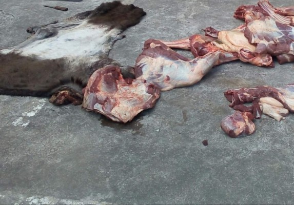 Capturan comerciante que vendía carne de burro en El Paraíso