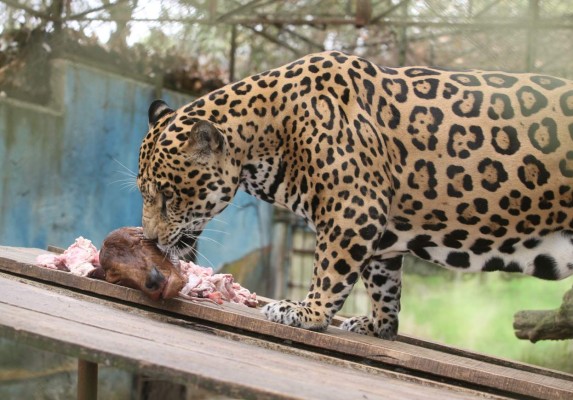 Zoológico desmiente uso de perros para alimentar jaguar