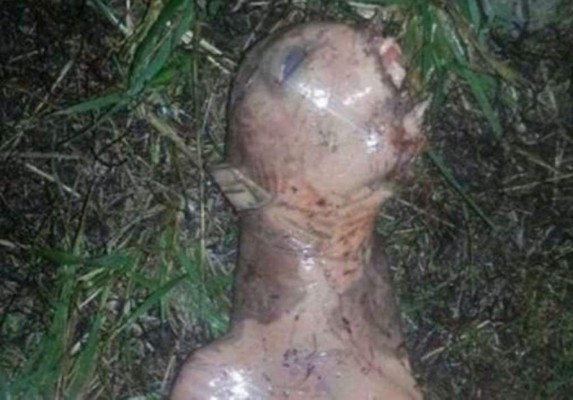 Halla extraña criatura en su patio