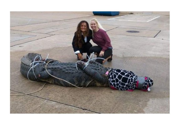 Hallan caimán fuera de centro comercial del área de Houston