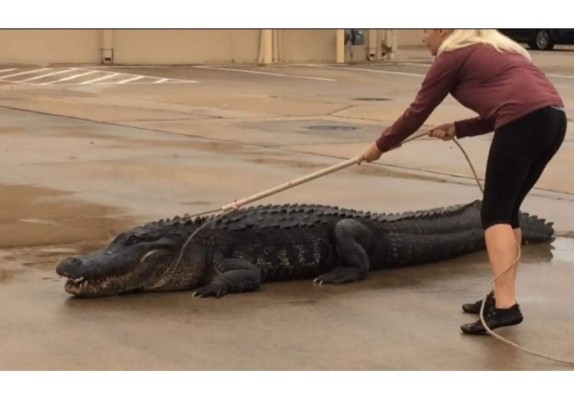 Hallan caimán fuera de centro comercial del área de Houston