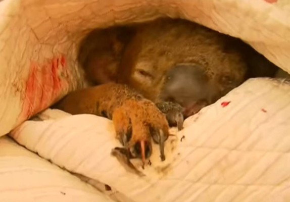 Las fotos del dramático rescate de un koala en un incendio en Australia