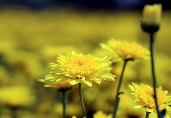 La naturaleza que inspiró a Siguatepeque