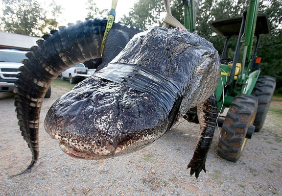 Familia caza caimán gigante en Estados Unidos
