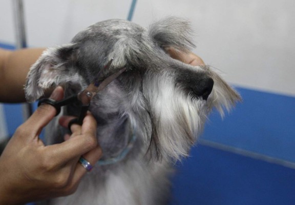 Lo que no sabía de los Schnauzer