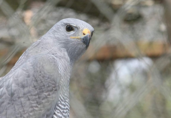 Zoológico Rosy Walther, un destino hermoso en la capital de Honduras