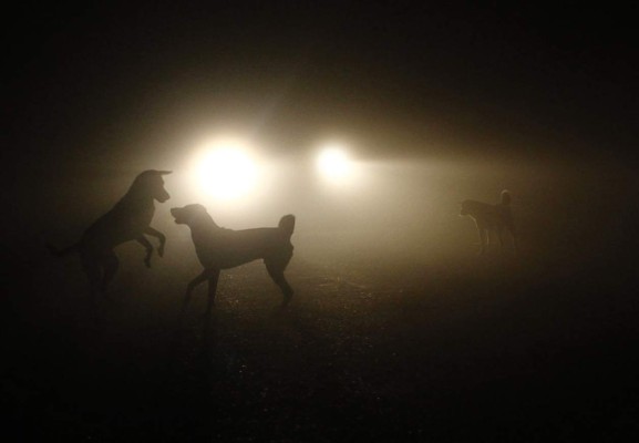 Estudio: Los perros aparecieron por primera vez en Asia &nbsp;&nbsp;