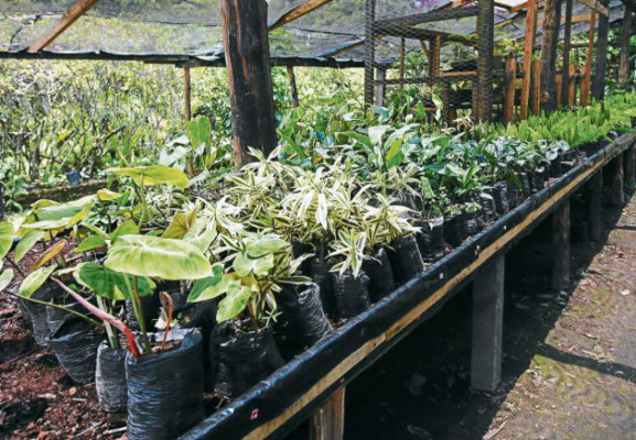 Jardín Botánico Rittenhouse: un paseo por la naturaleza