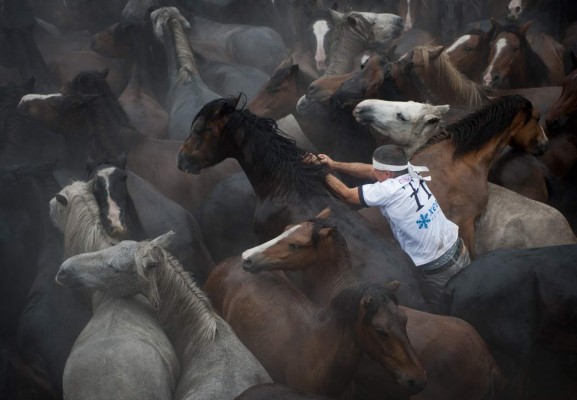Una lucha entre hombres y centenares de bestias