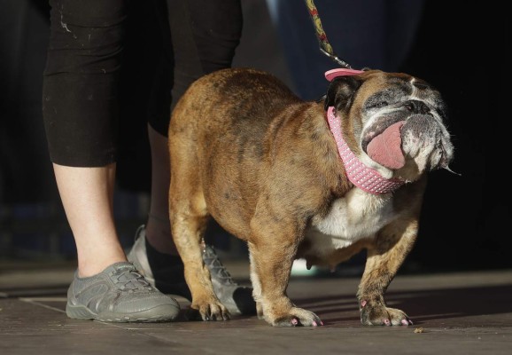 Así es Zsa Zsa, el bulldog baboso de California considerado el perro más feo del mundo