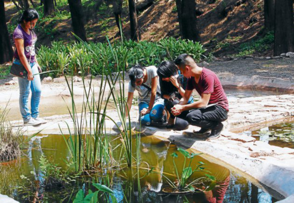 Labor ambiental universitaria