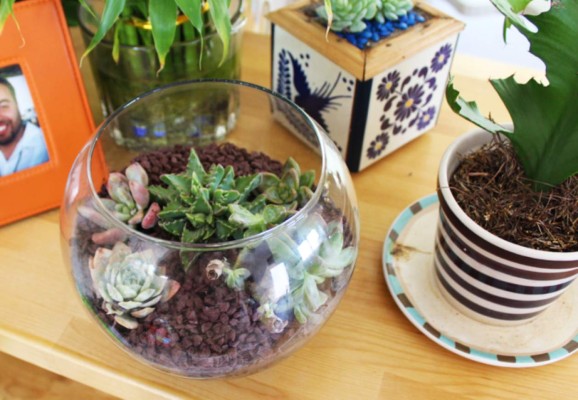 Te enseñamos a construir un hermoso jardín en miniatura: Terrario &nbsp;&nbsp;