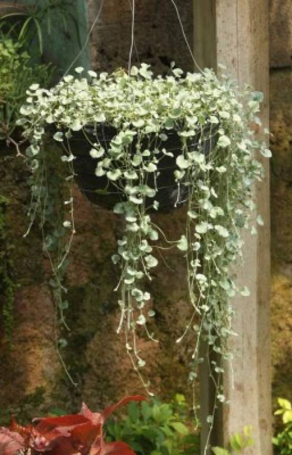 Cuidados de un jardín radiante