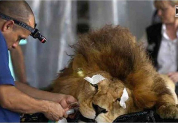 Los memes de la paliza que recibió Olimpia ante el Comunicaciones de Guatemala en la Copa Premier