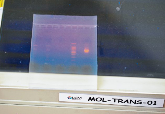 Su ADN lo identifica