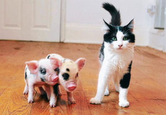 Las nuevas mascotas de adultos y niños