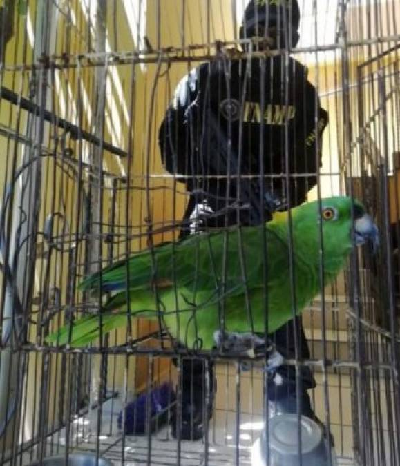 FOTOS: Monos, loros y guaras, los exóticos animales del 'Cholo Houston'