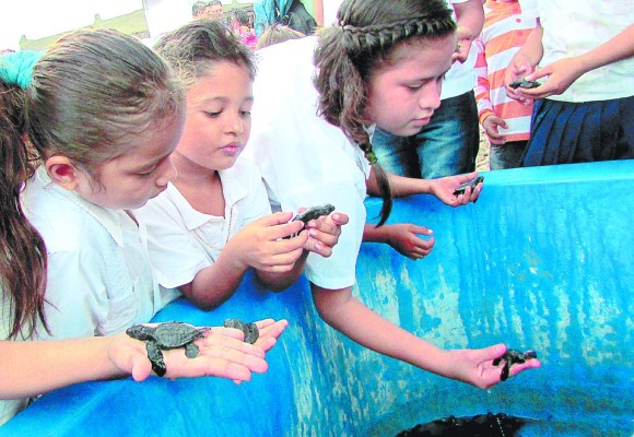 Honduras: Liberan 16,000 tortugas en el Golfo de Fonseca