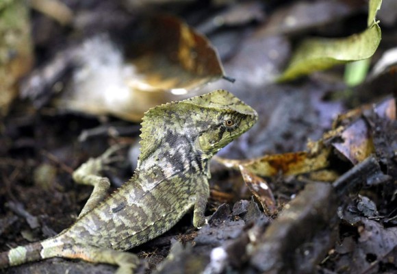 La Mosquitia hondureña, imponente escenario biológico