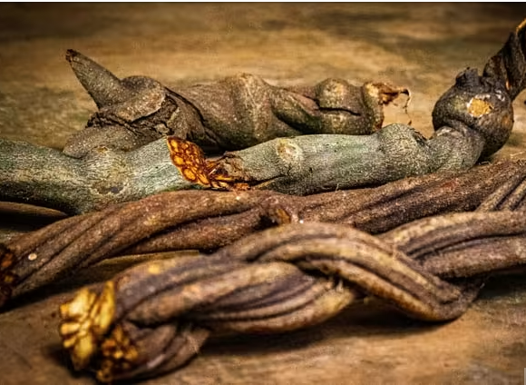 La ayahuasca, un té medicinal y alucinógeno que provoca un viaje “infernal”