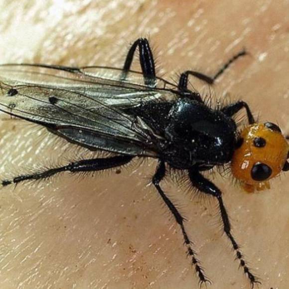 Moscas carnívoras: Todo lo que debes saber sobre este insecto que se creía extinto