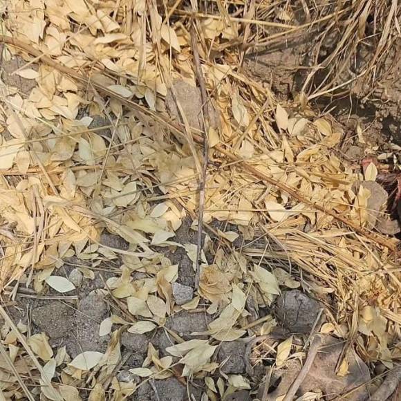 ¿Quiénes son las víctimas halladas en fosas clandestinas en Lomas del Carmen?