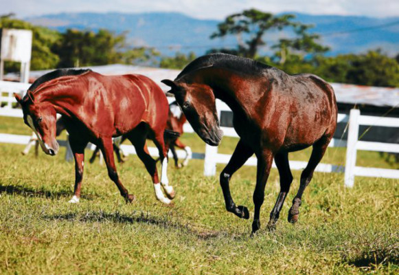 Los caballos tienen una escuela en Talanga
