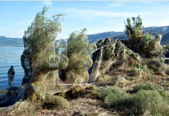 Arañas en Grecia tejen enorme telaraña sobre árboles