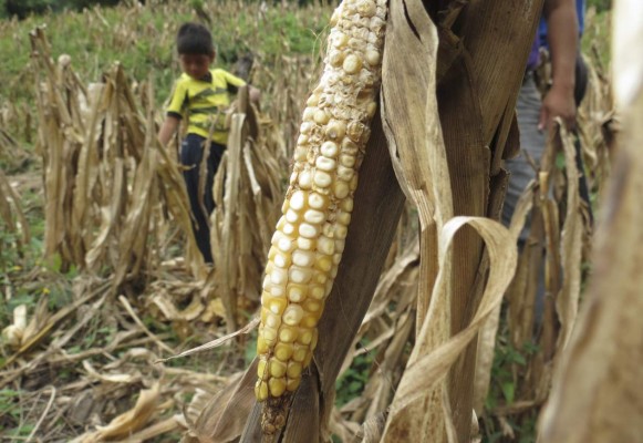 Sequía deja sin alimentos a 1,600 familias del sur de Guajiquiro