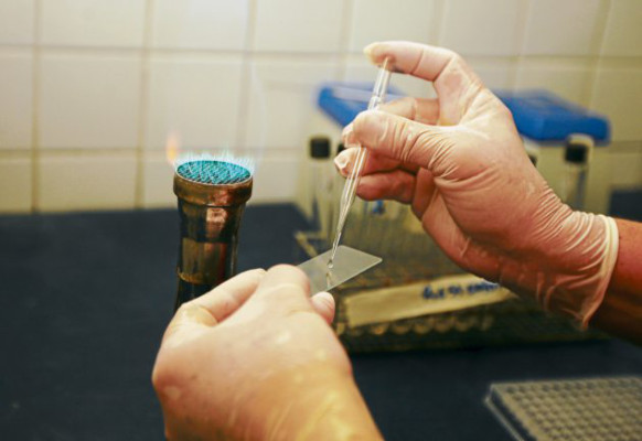 En riesgo estudios veterinarios y creación de vacuna antirrábica