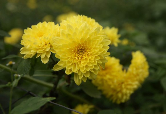 Color y arte en el II festival de las flores