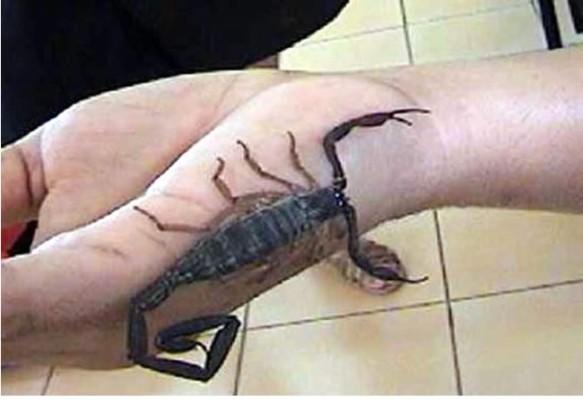 Escorpión ataca a viajero en un avión de United Airlines &nbsp;&nbsp;