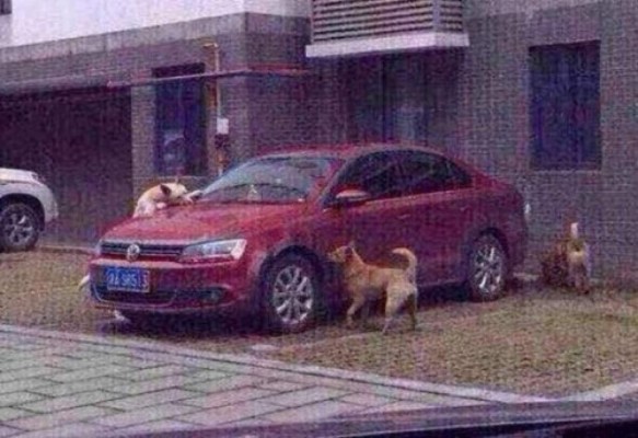 'Dulce' venganza de un perro