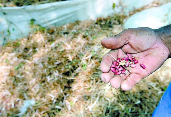 Sequía afectó casi el 100% de la producción