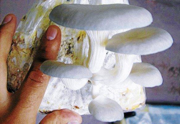 Cultivan hongos para saciar el hambre y sanar