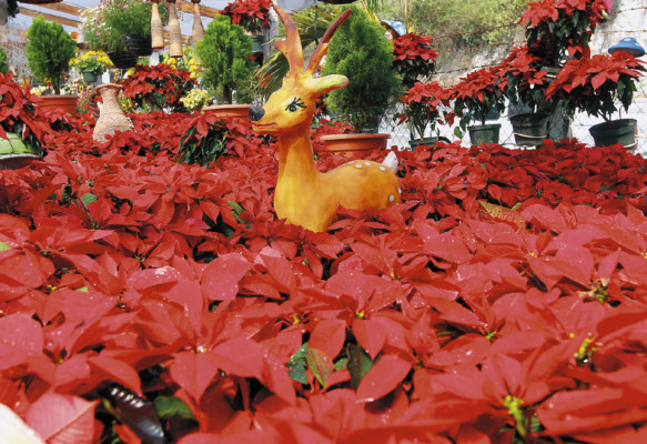 Productos del campo adornan la Navidad