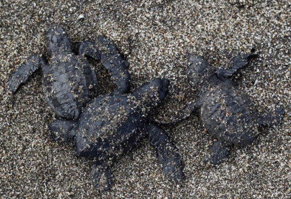 FOTOS: Así se protege la vida las tortugas golfinas en las playas del sur de Honduras