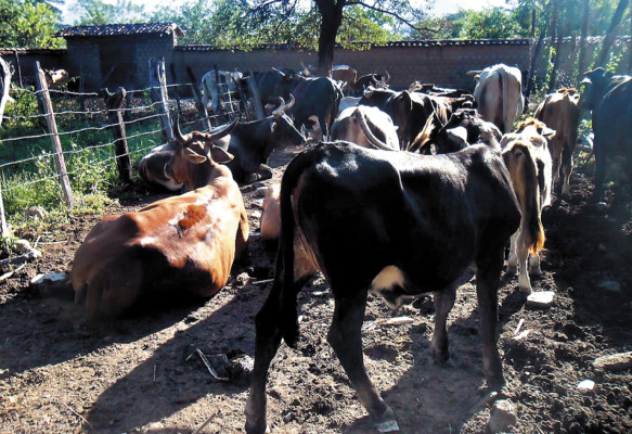 Ganadería sostiene economía de San Antonio del Norte