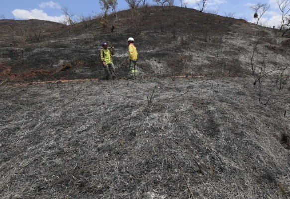 Listo plan para recuperar bosques dañados por incendios y plagas