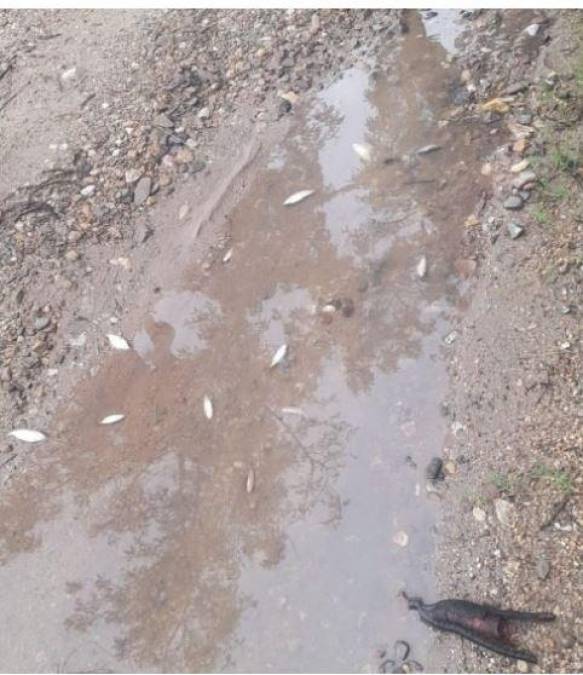 Tradicional lluvia de peces sorprende a los pobladores de Yoro