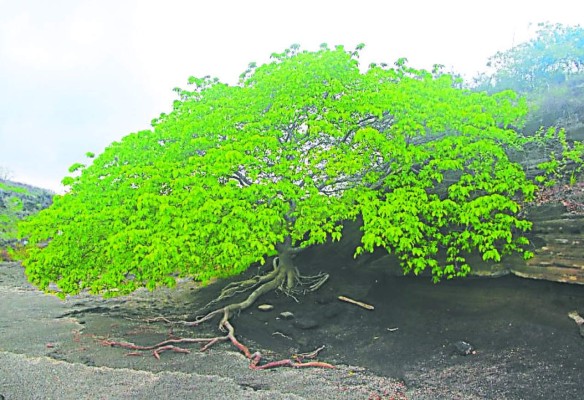 La manzanilla, árbol letal