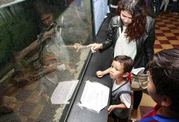 Por concluirse el nuevo recinto para las serpientes del Rosy Walther