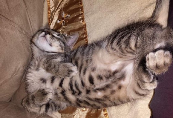 Así celebran hondureños el Día del Gato