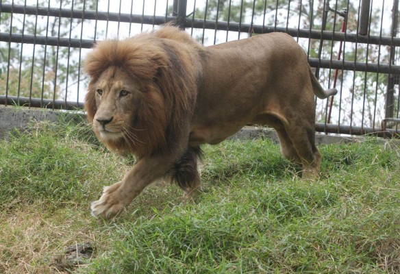 Zoológico Rosy Walther, un destino hermoso en la capital de Honduras