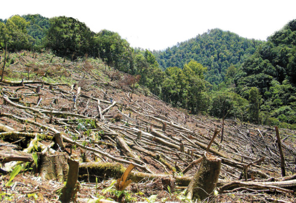 Deforestadas 20 manzanas de Parque Nacional en Comayagua