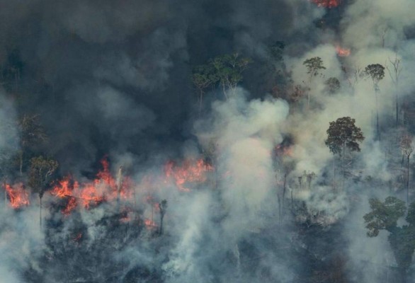 Animales muertos y bosques en cenizas: Las fotos de Amazonia en llamas